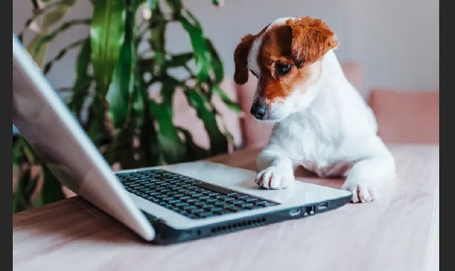 how do you start a pet blog and earn money